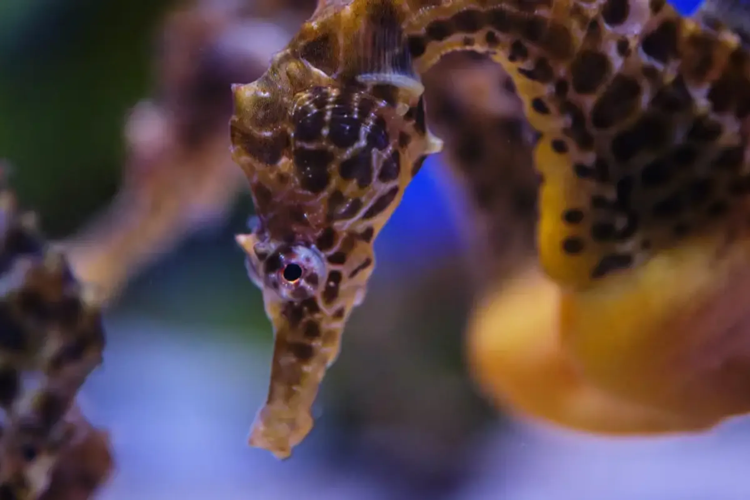 Dubai Aquarium and Underwater Zoo